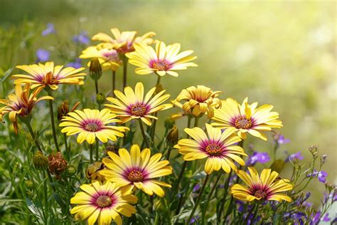 daidy blooms|25 Types of Daisies You Should Grow